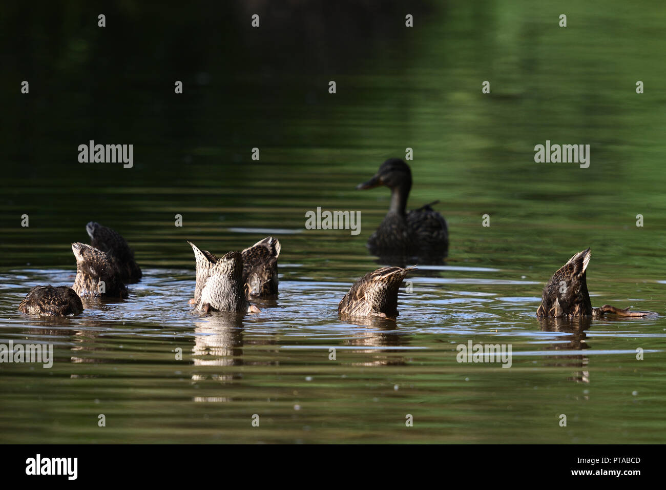 The young ducks are still guarded at foraging by her mother (Germany). Die fast erwachsenen Enten werden noch von der Mutter bewacht (Deutschland). Stock Photo