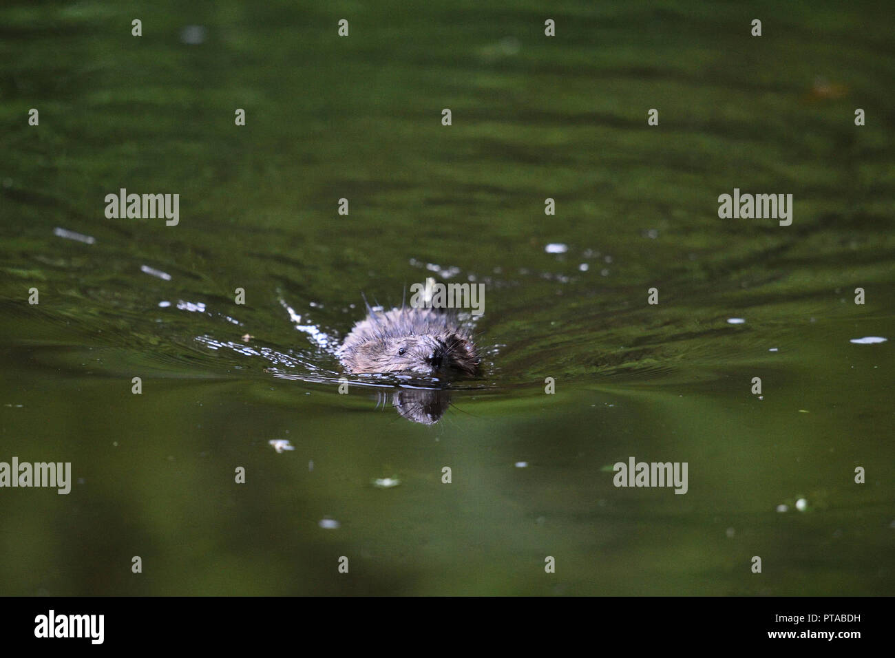 A muskrat swims head-on towards the camera (Germany). Ein Bisam schwimmt frontal auf die Kamera zu (Deutschland). Stock Photo