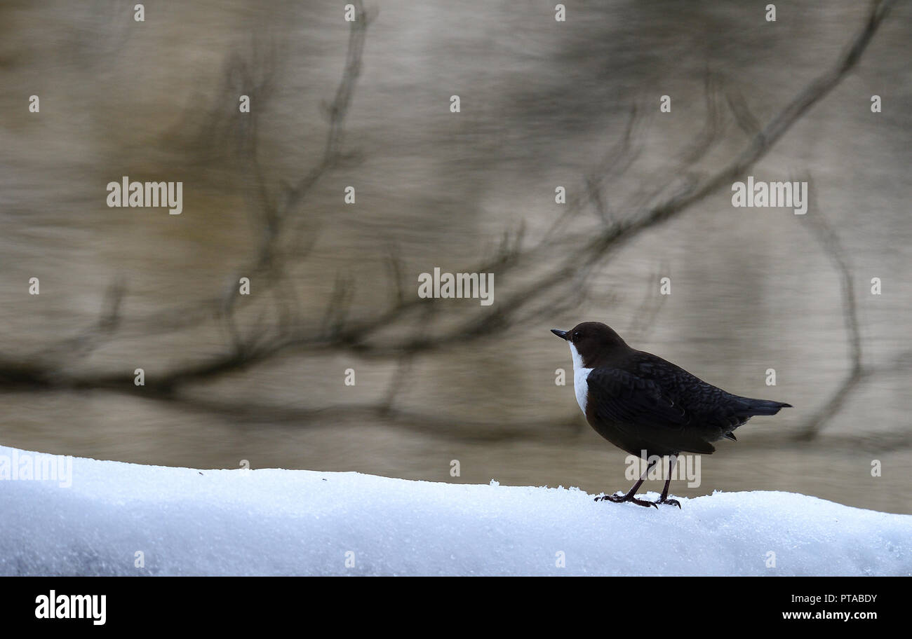 A dipper on a snow-covered tree and is watching the environment (Germany). Eine Wasseramsel beobachtet die Umgebung (Deutschland). Stock Photo
