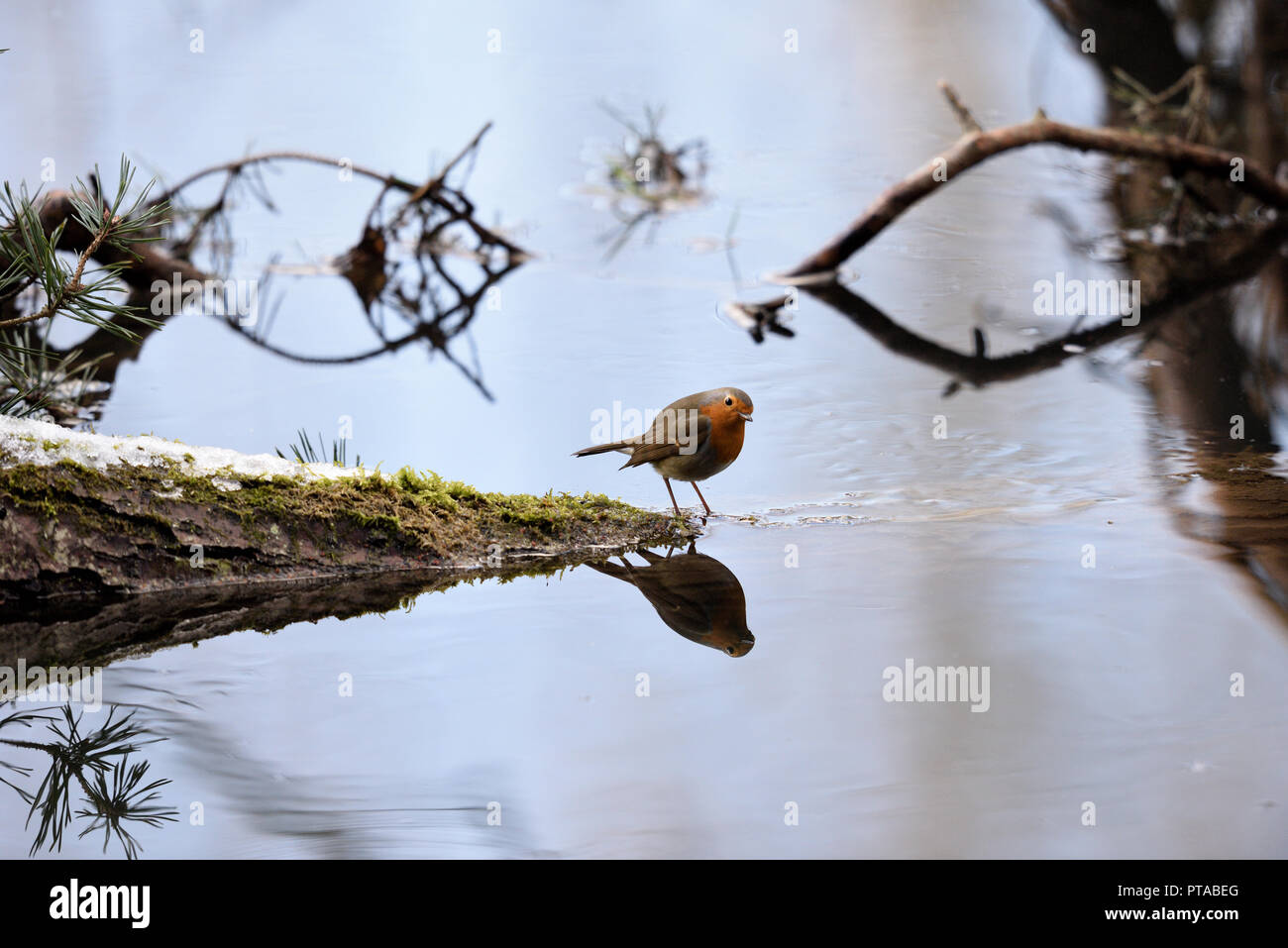 A robin is standing on a branch and it is reflected in the water (Germany). Ein Rotkehlchen spiegelt sich im Wasser (Deutschland). Stock Photo
