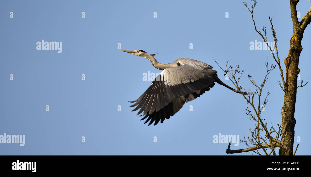 A gray heron starts a flight (Germany). Ein Graureiher startet einen Flug (Deutschland). Stock Photo
