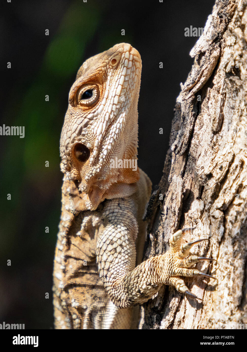 a roughtail rock agama lizard climbing a tree with deeply textured bark on a dark green background Stock Photo