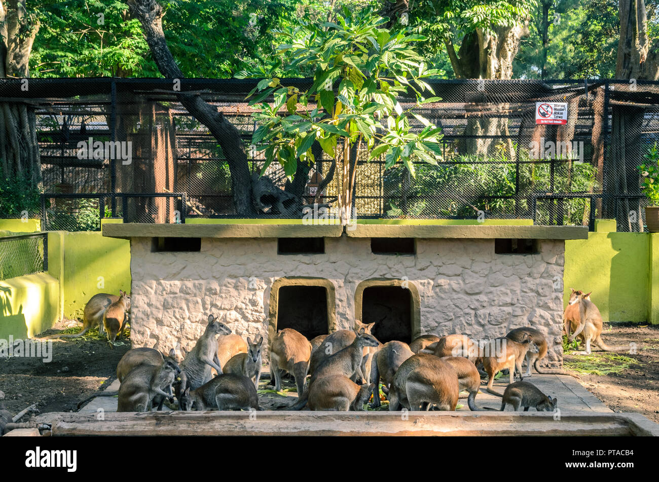 Group Of Kangaroos Stock Photos Group Of Kangaroos Stock 