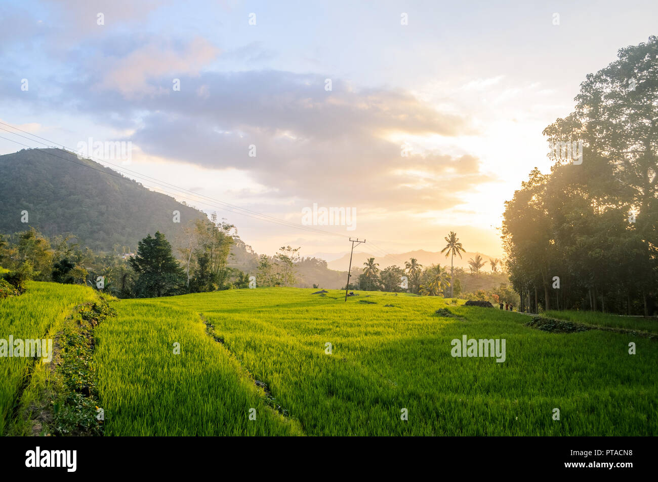 Sunset over the terraced ricefield with mountain at the background in Ranggu, West Manggarai, Flores Island, Nusa Tenggara Timur, Indonesia Stock Photo