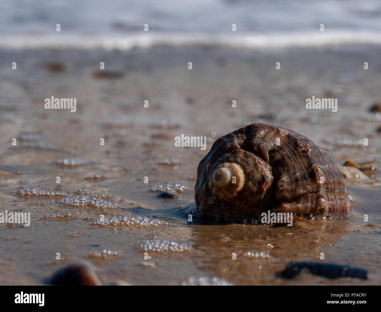 A closeup of an empty shell of rapana mollusk on a sandy beach Stock Photo