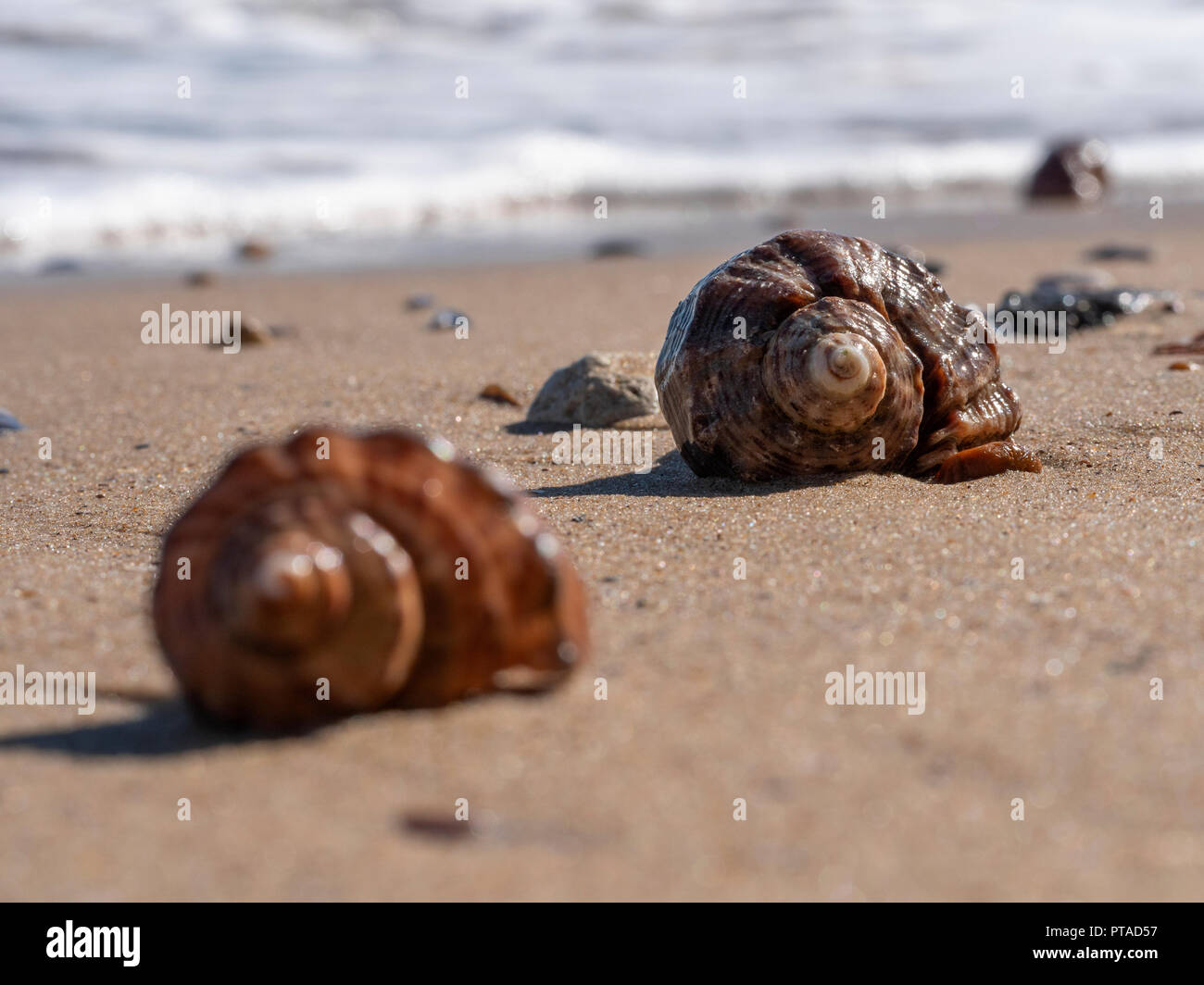 Two empty shells of rapana mollusk on a sandy beach with a surf wave and some stones visible in the background Stock Photo
