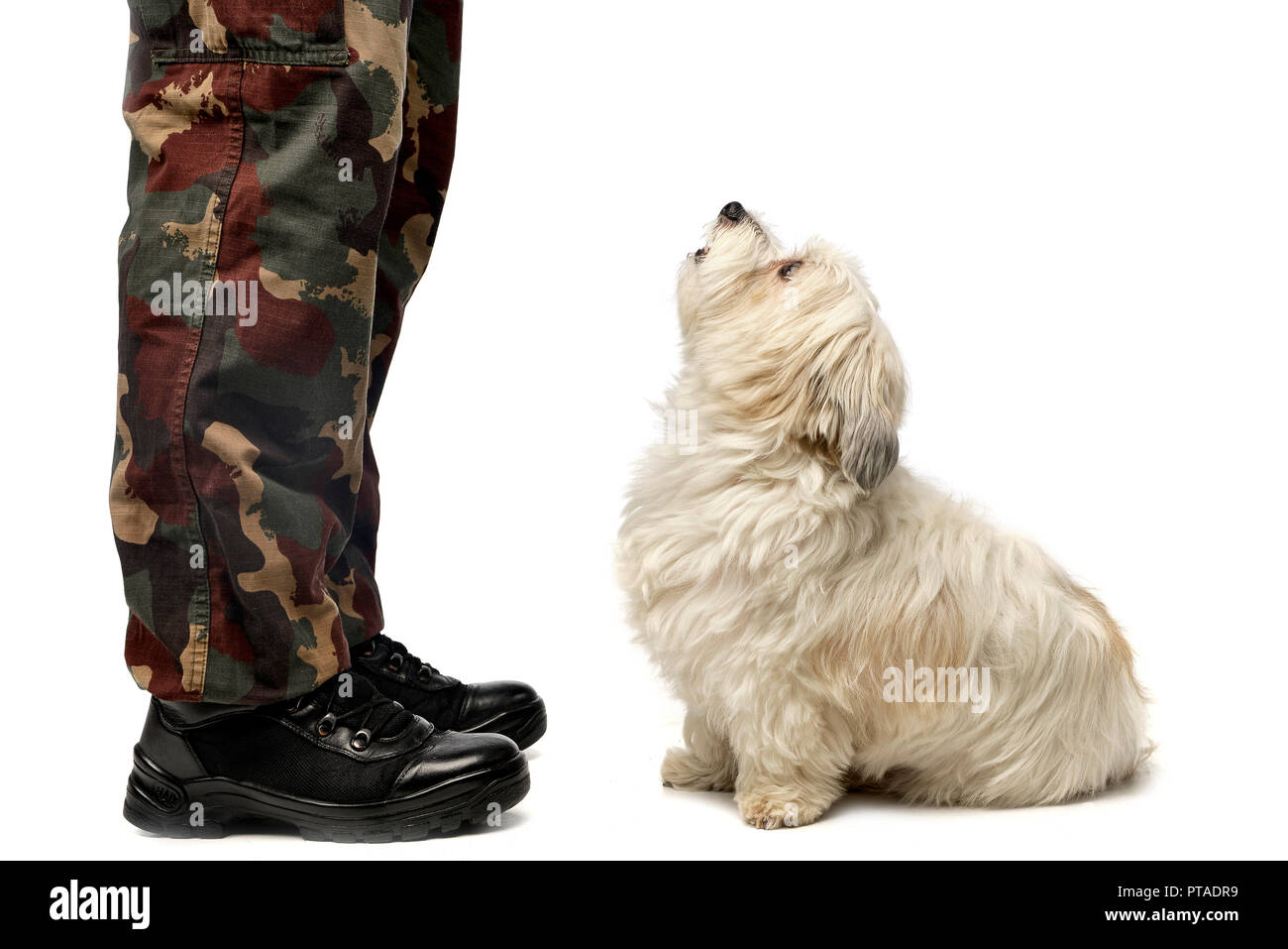 A cute Havanese dog staring at his owner, studio shot, isolated on ... - Dog Staring At Owner For Comfort