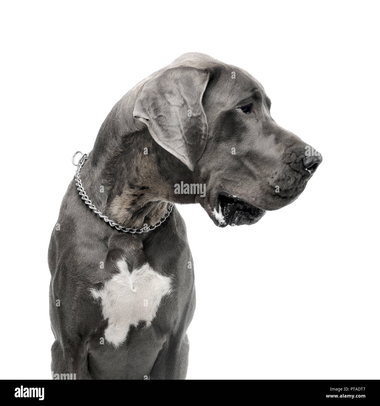 Portrait of an adorable Great Dane dog, studio shot, isolated on white. Stock Photo