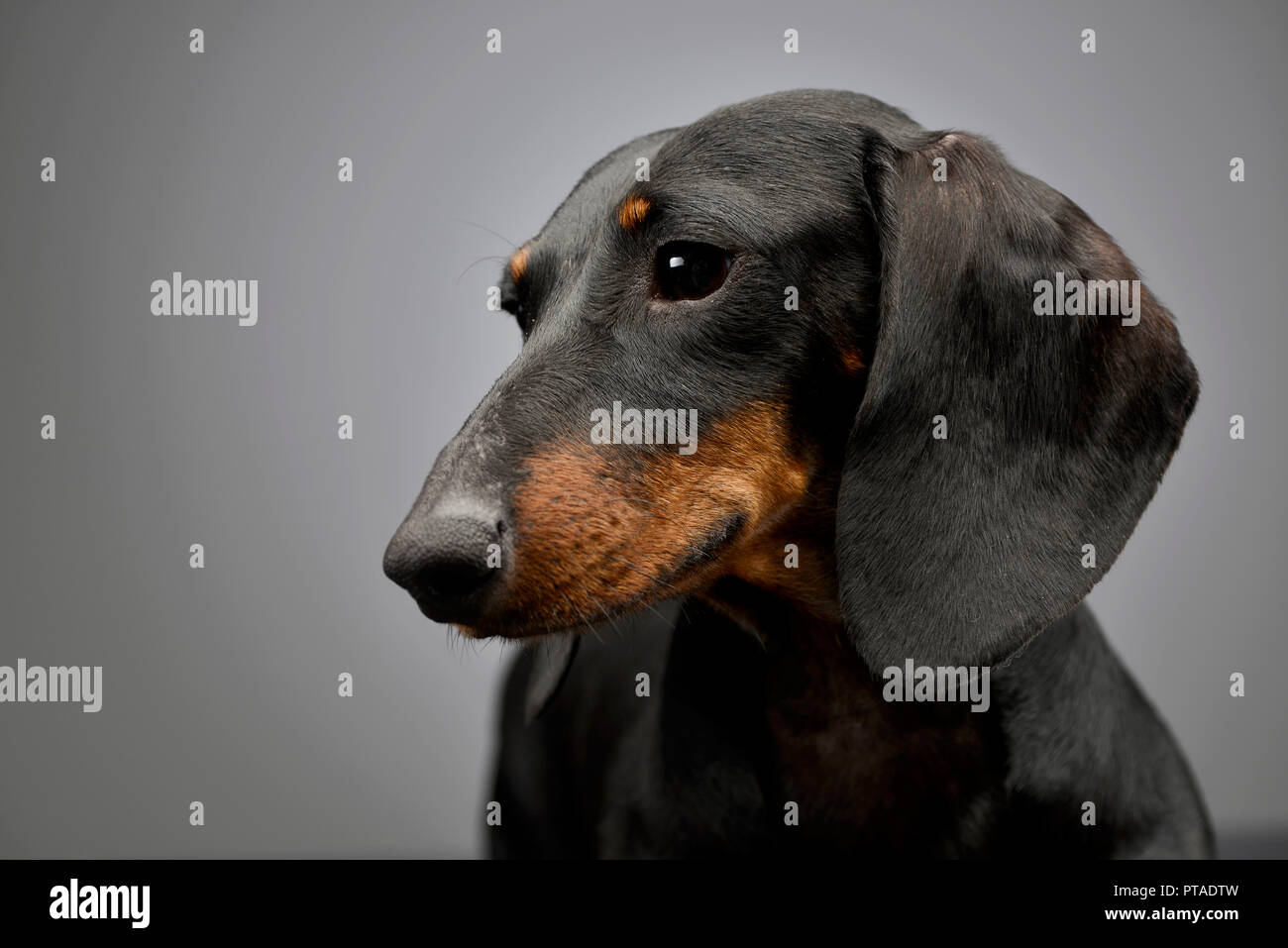 Portrait Of An Adorable Short Haired Dachshund Studio Shot