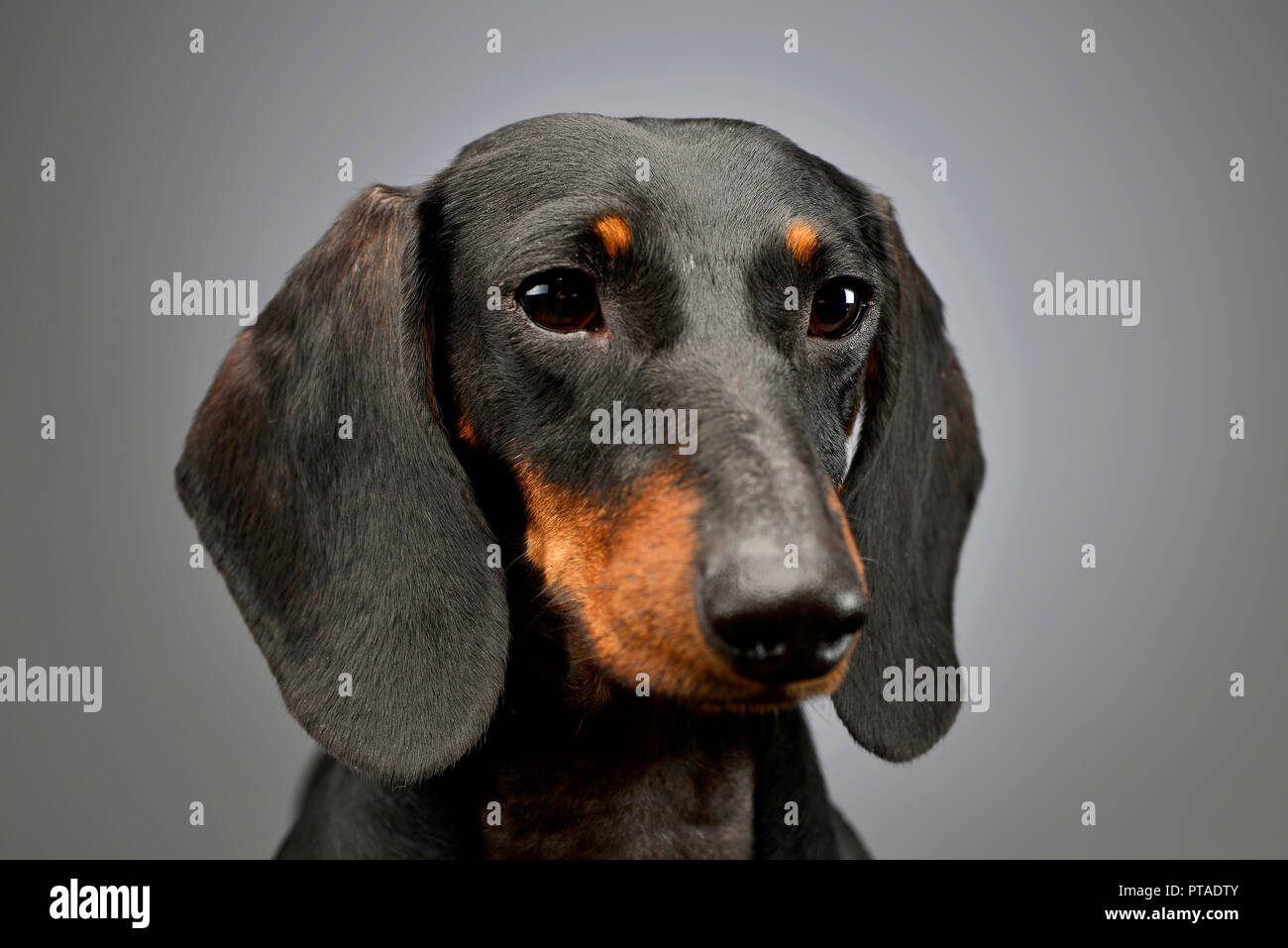 Portrait Of An Adorable Short Haired Dachshund Studio Shot