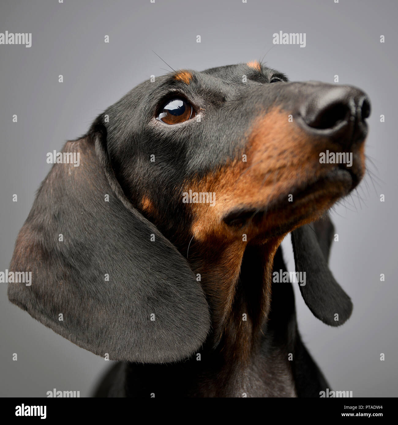 Portrait Of An Adorable Short Haired Dachshund Studio Shot