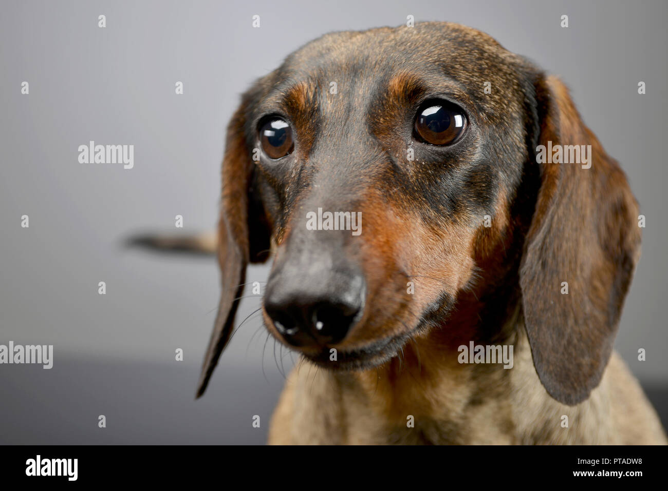 Portrait Of An Adorable Short Haired Dachshund Studio Shot