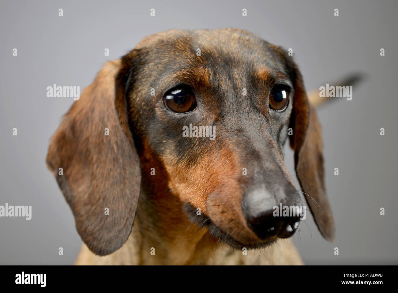 Portrait Of An Adorable Short Haired Dachshund Studio Shot