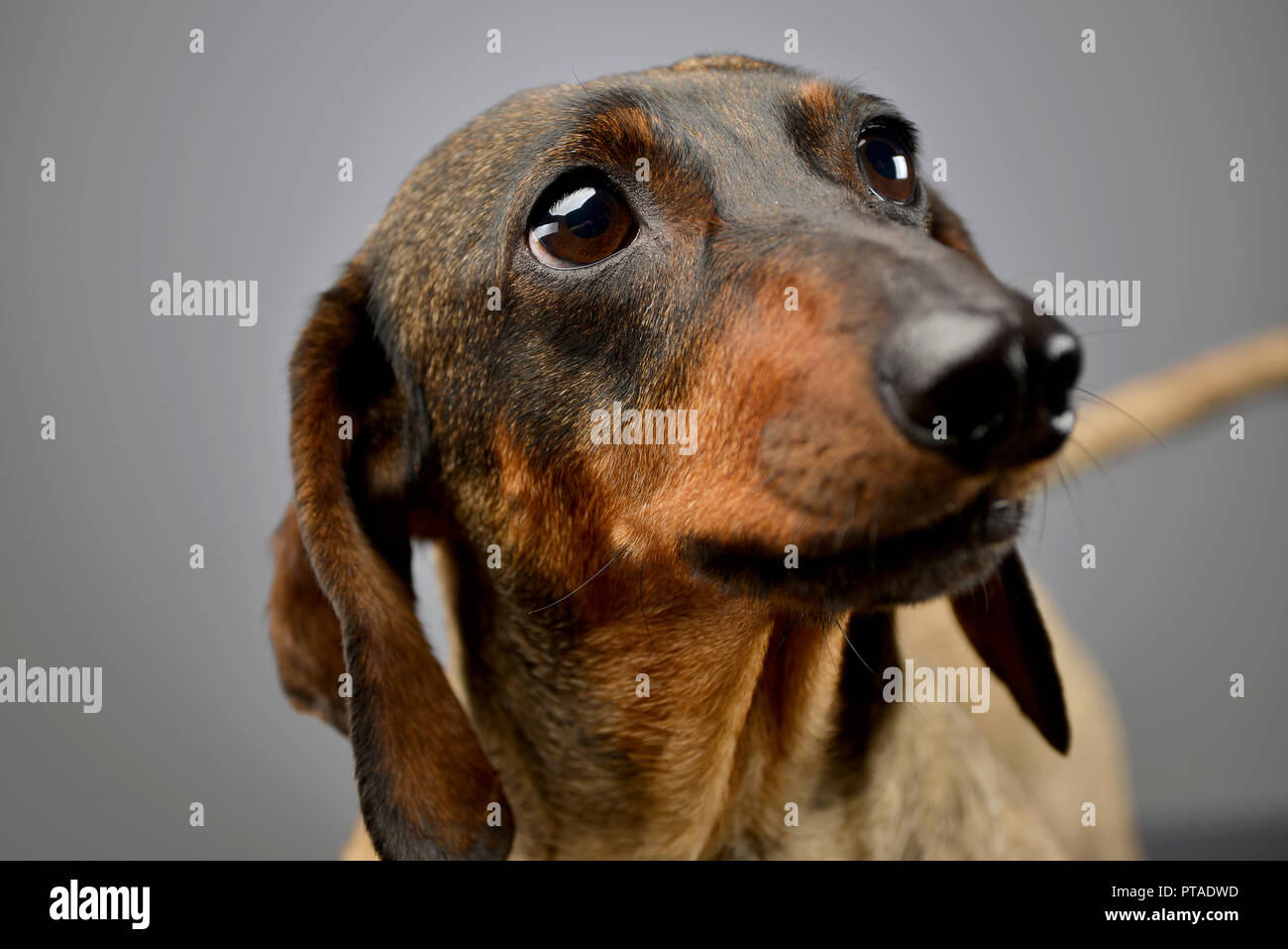 Portrait Of An Adorable Short Haired Dachshund Studio Shot