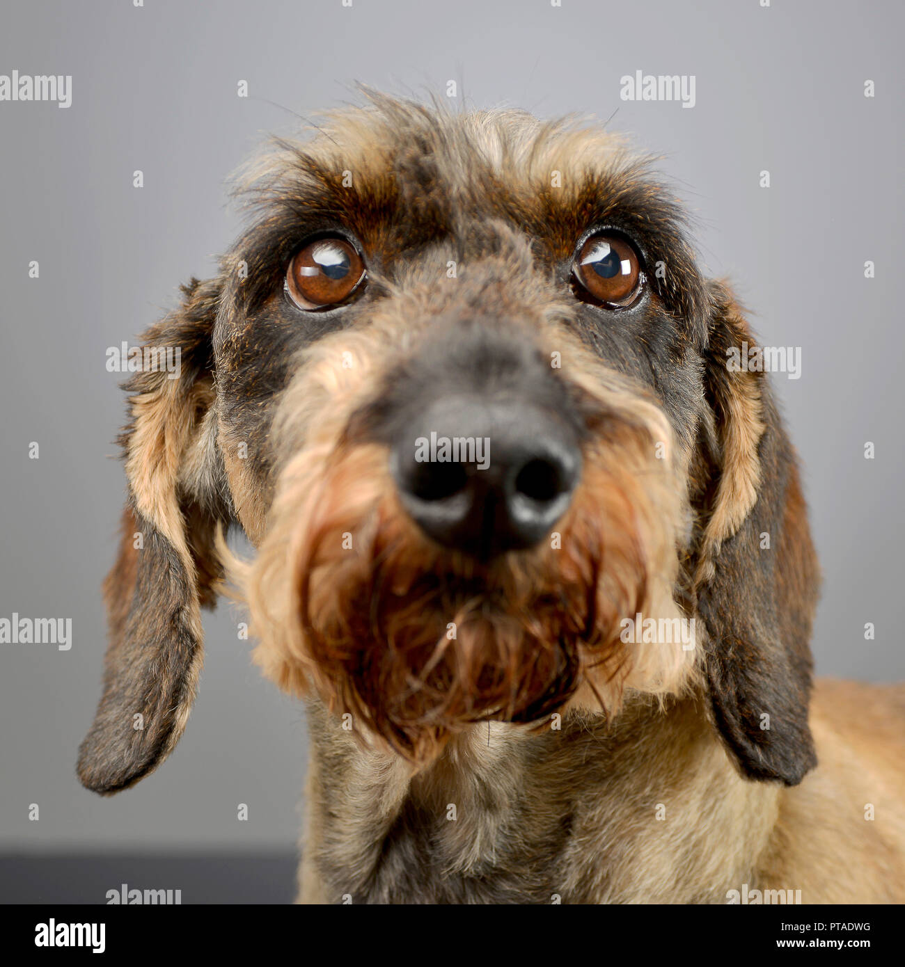 Portrait of an adorable long haired Dachshund studio shot isolated on grey Stock Photo Alamy