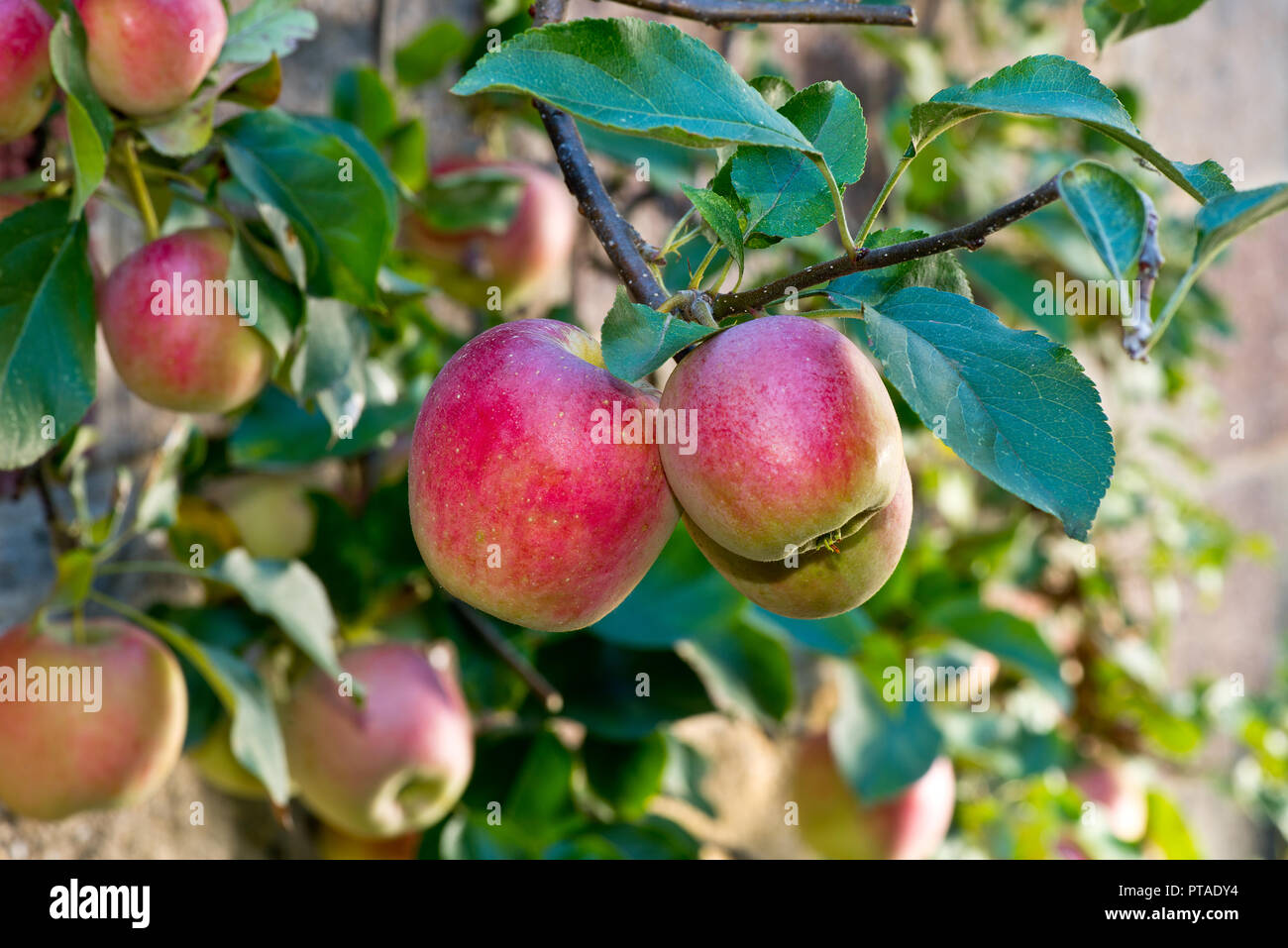 Detail red apples on the tree in the autumn Stock Photo