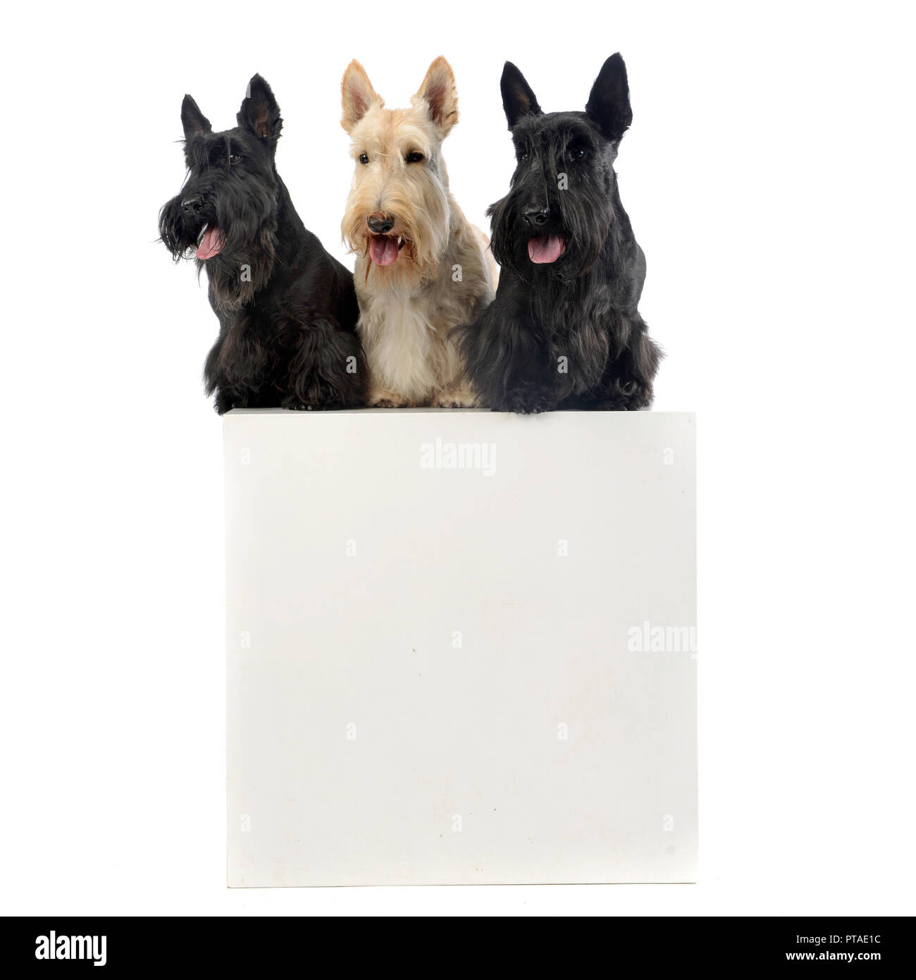 Studio shot of three adorable Scottish terrier sitting on a box, isolated on white. Stock Photo
