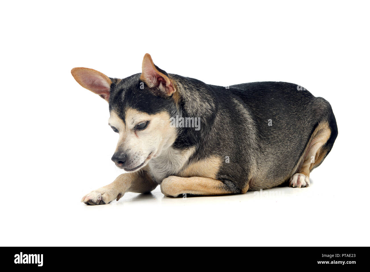 Studio shot of an adorable mixed breed dog lying on white background ...
