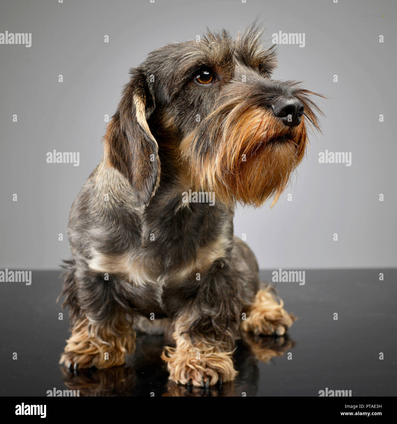 long haired grey dachshund