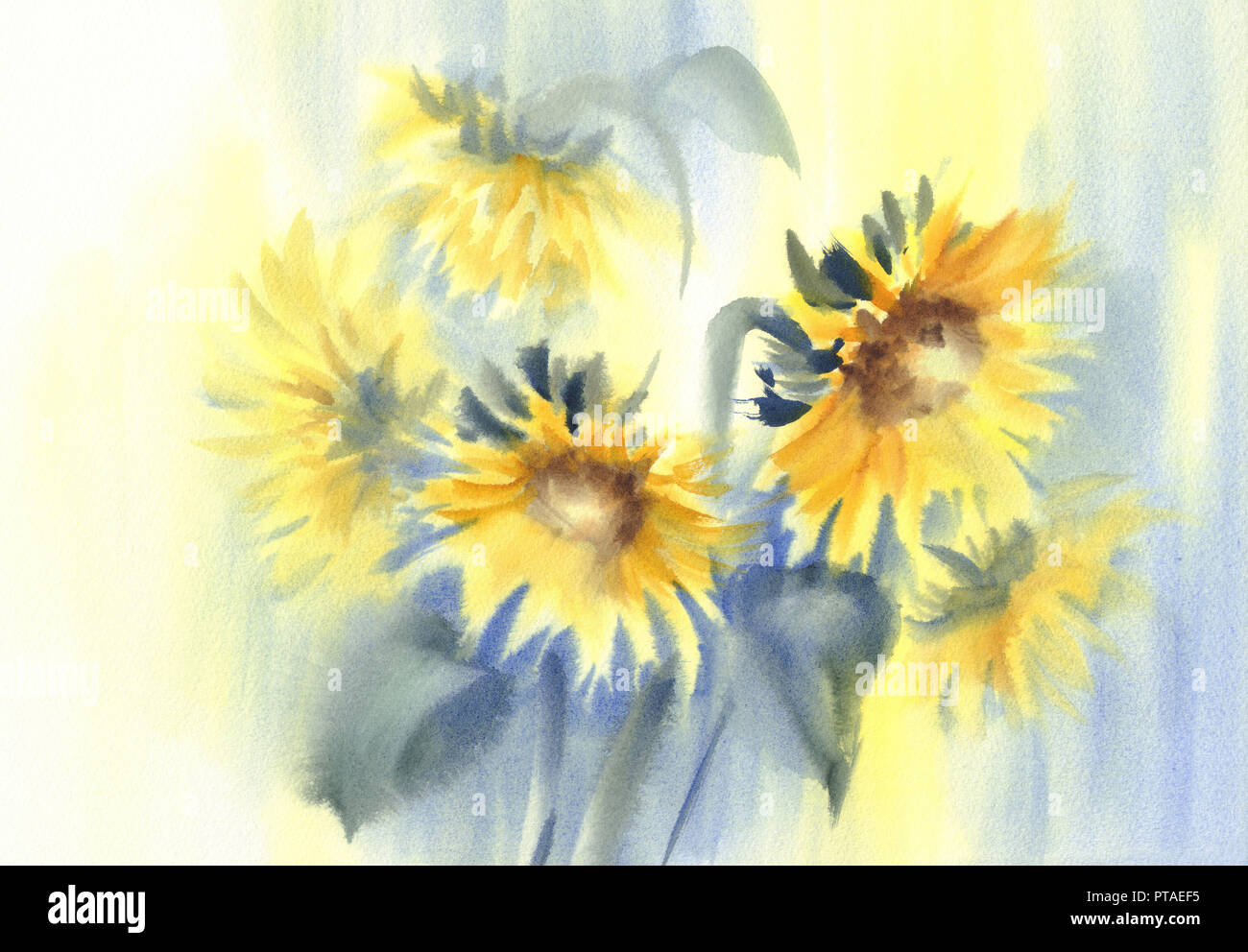 Sunny sunflowers on the yellow and blue background watercolor Stock ...