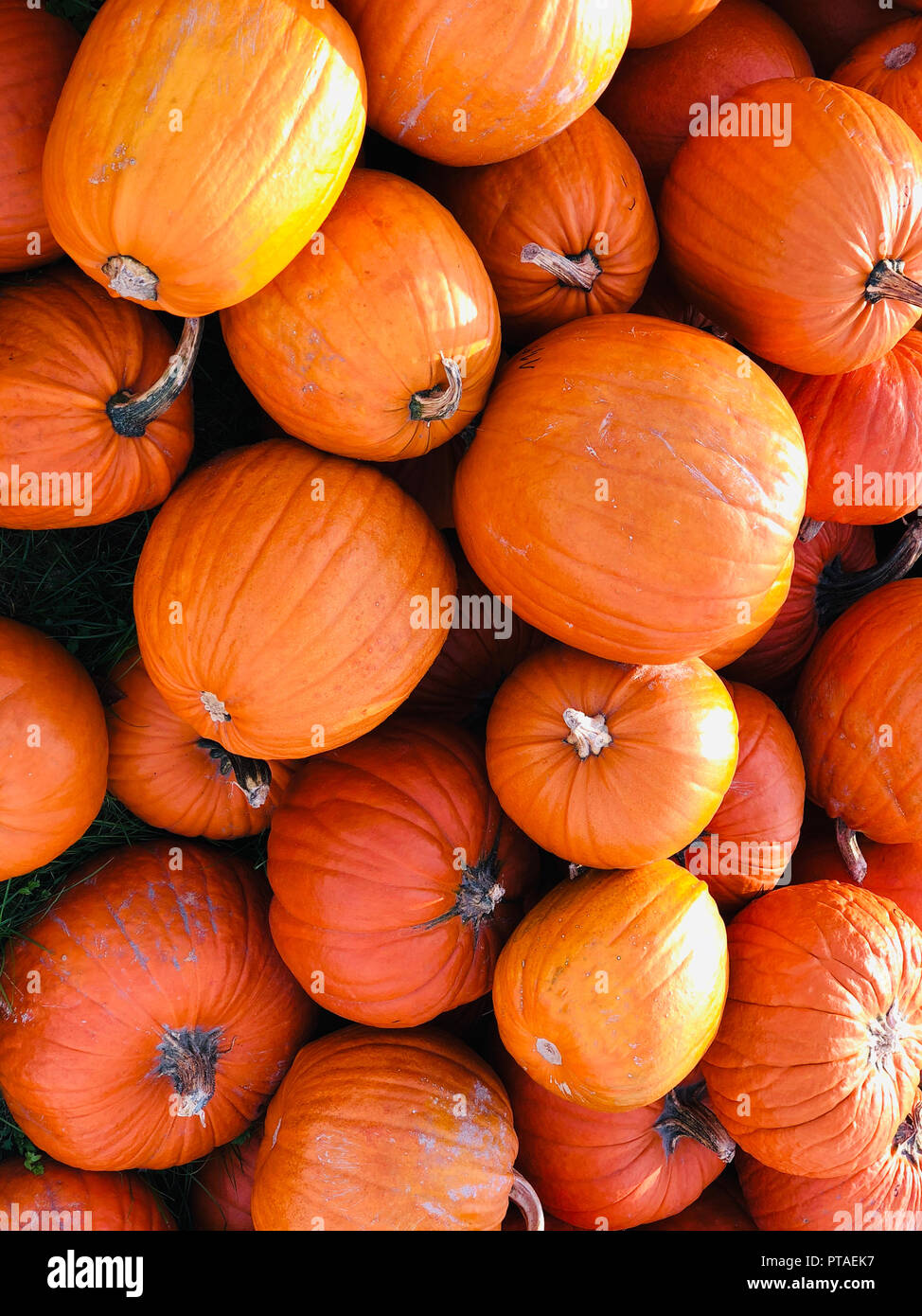 Pile of pumpkins Stock Photo - Alamy