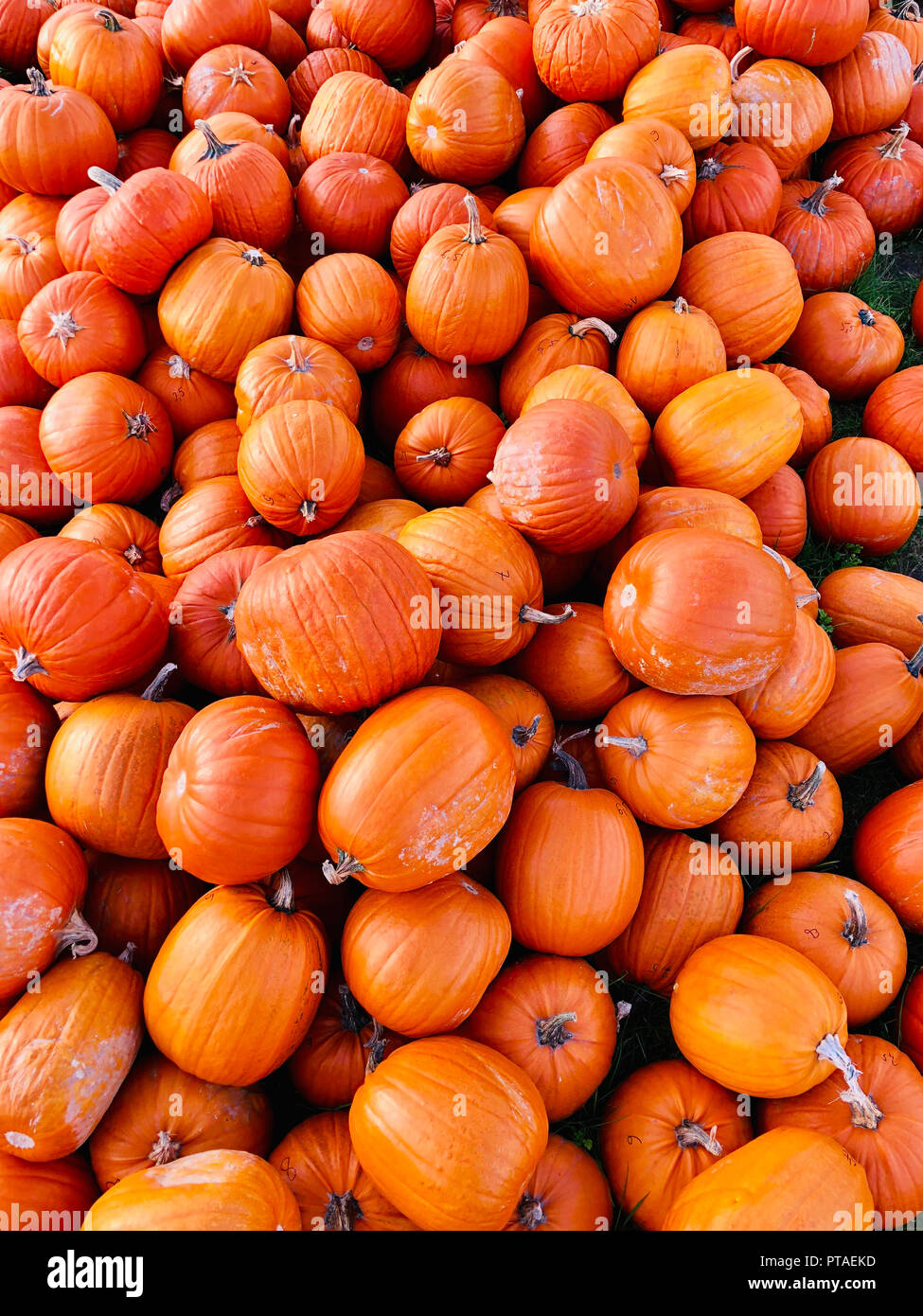 Pile of pumpkins Stock Photo - Alamy
