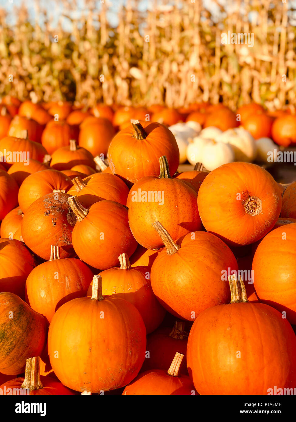 Pile of pumpkins Stock Photo - Alamy