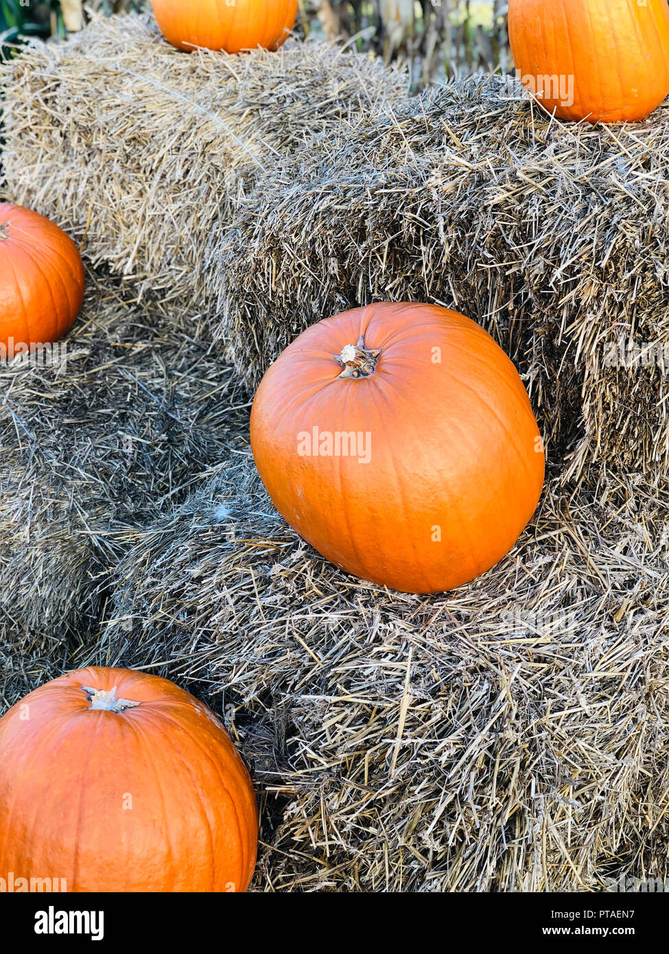 Pumpkin on hay stack Stock Photo Alamy