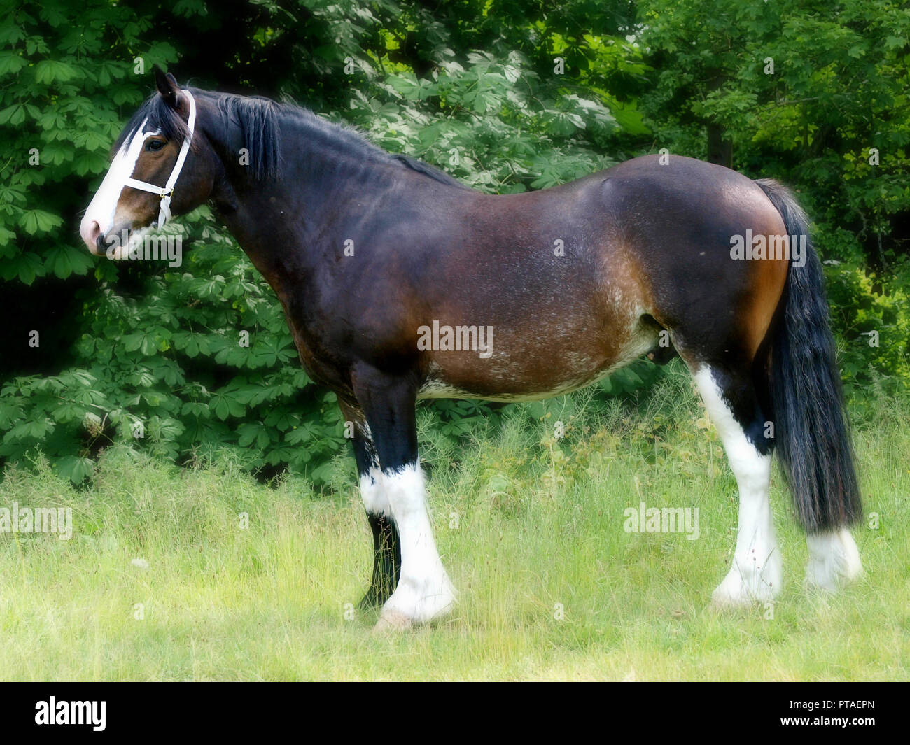 A bay Shire horse stands in a grass paddock. Stock Photo