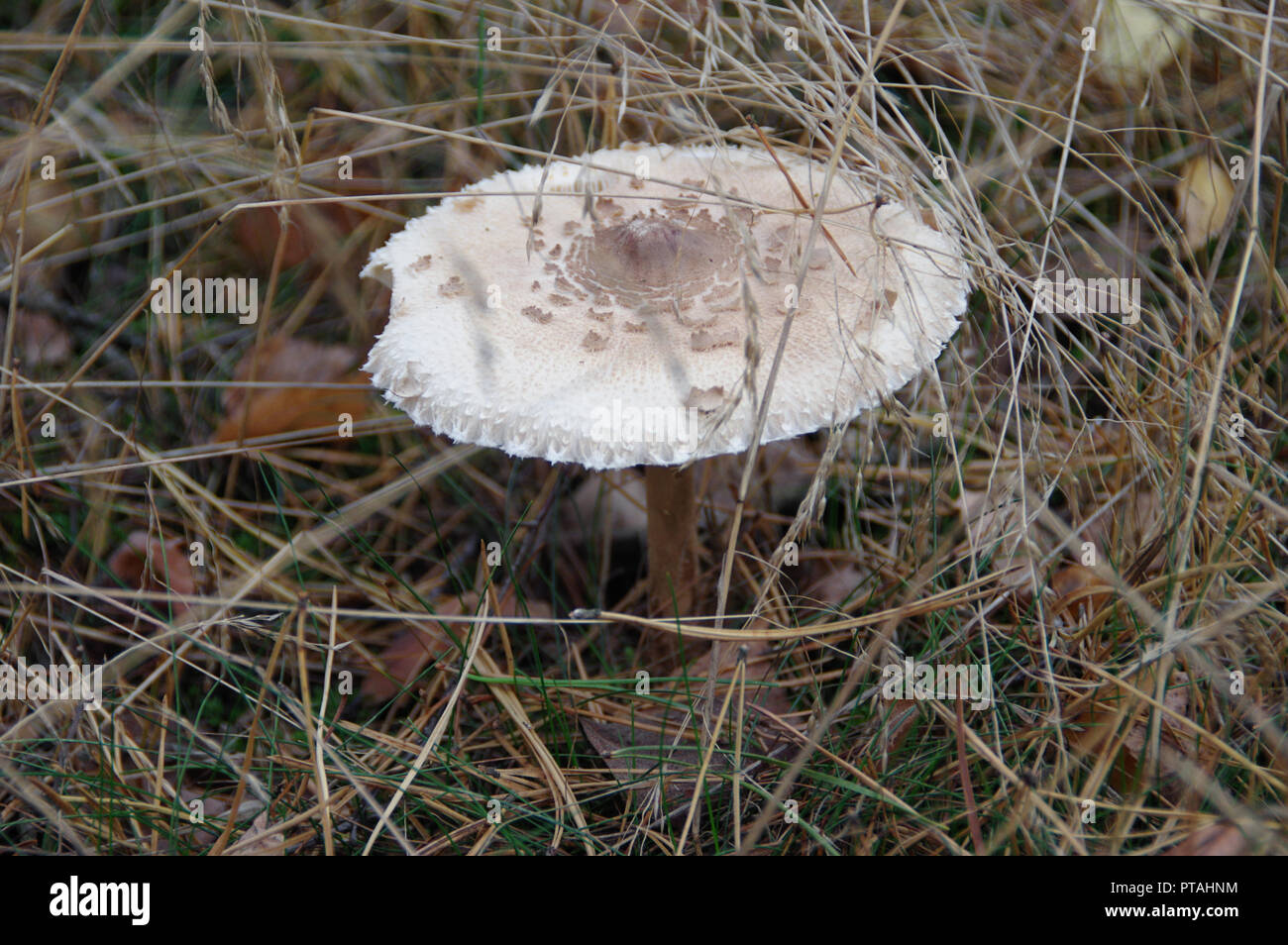 Wild mushroom with big cap in forest. Macrolepiota procera (parasol mushroom) in grass. Stock Photo