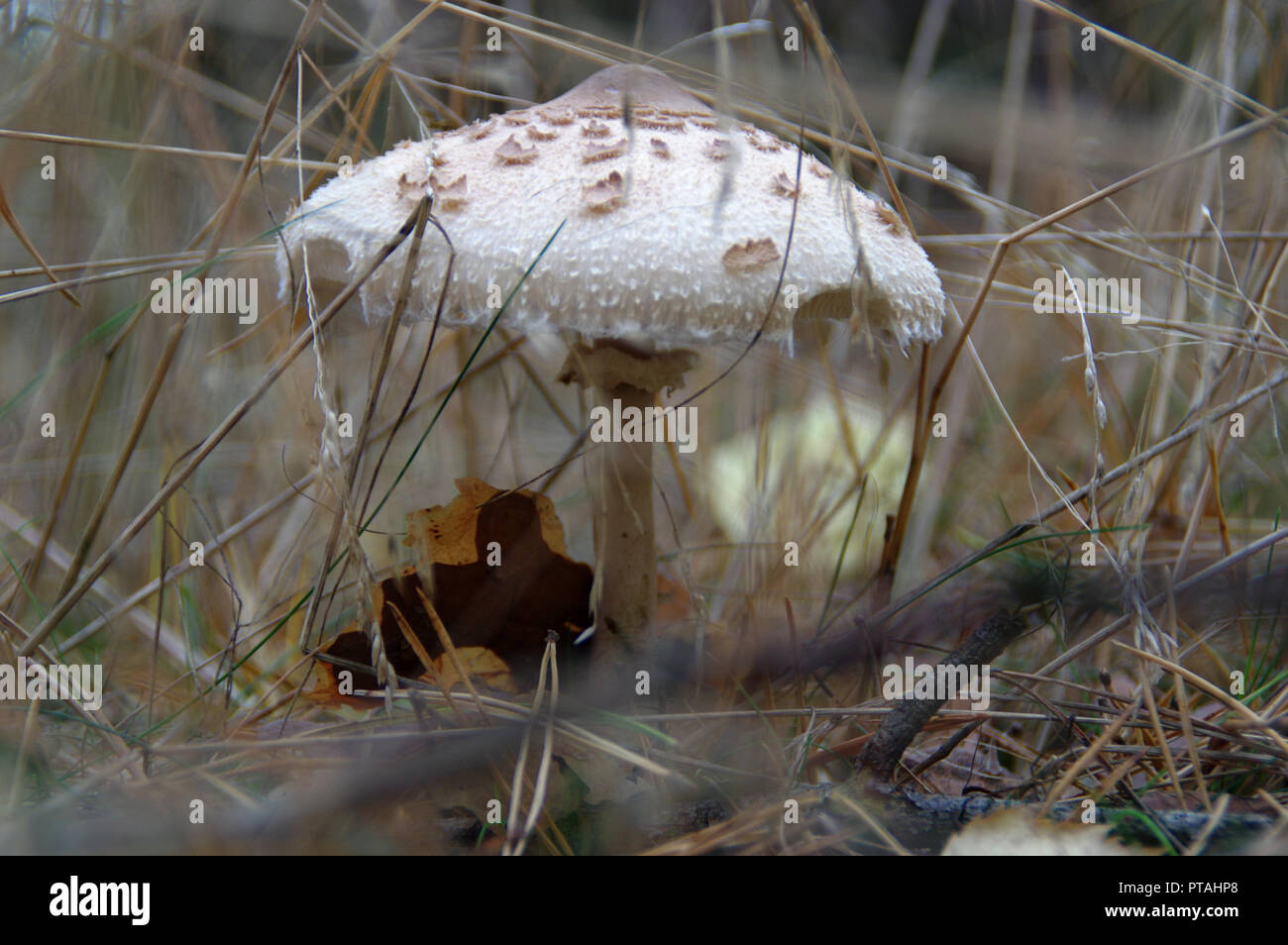 Wild mushroom in forest. Macrolepiota procera (parasol mushroom) in grass. Stock Photo