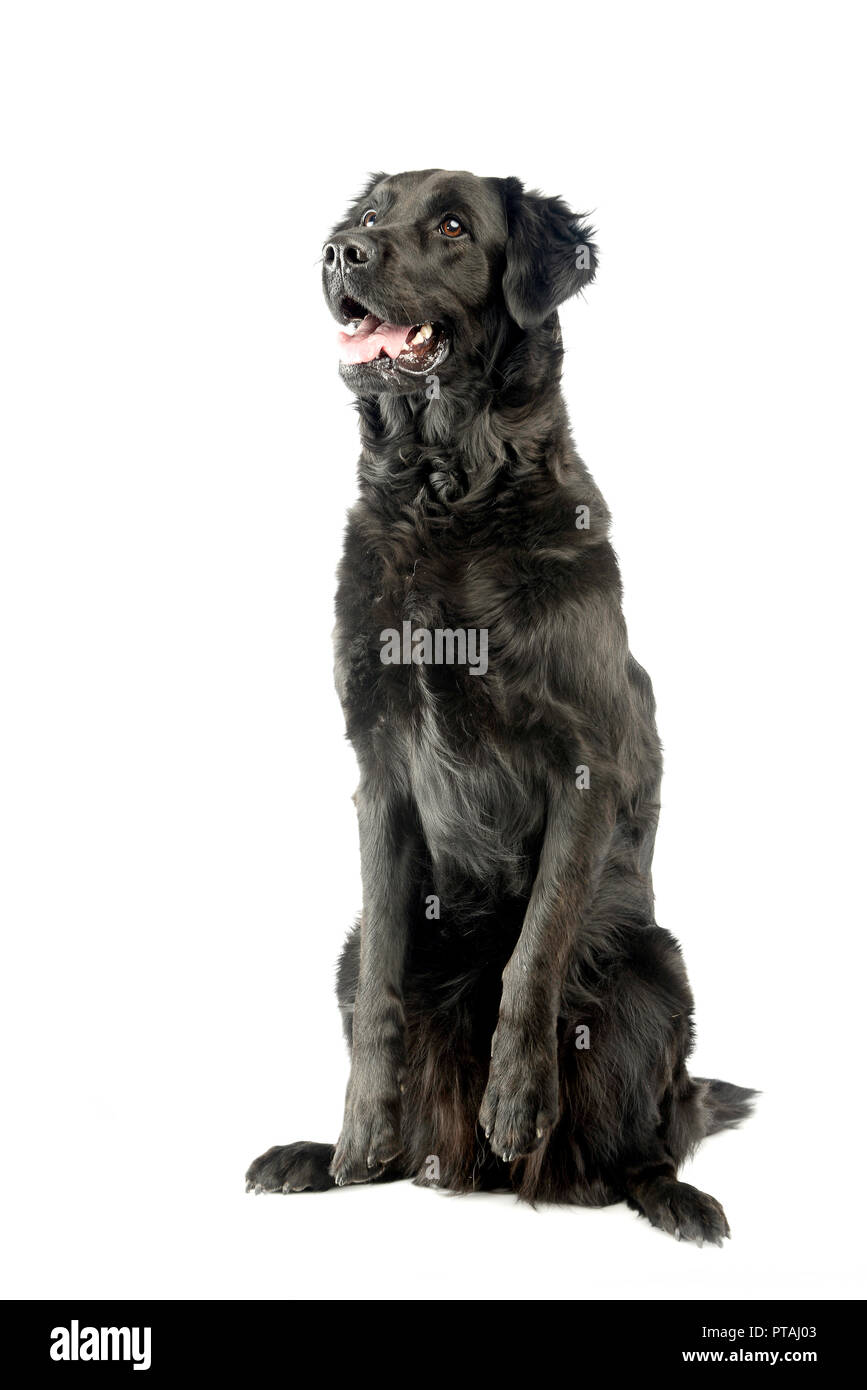 Studio shot of an adorable mixed breed dog sitting on white background ...