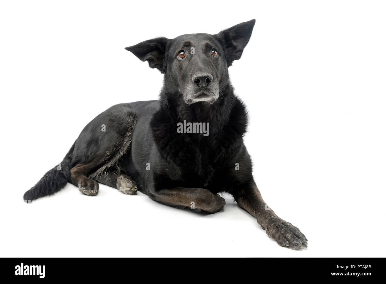 Studio shot of an adorable mixed breed dog lying on white background ...