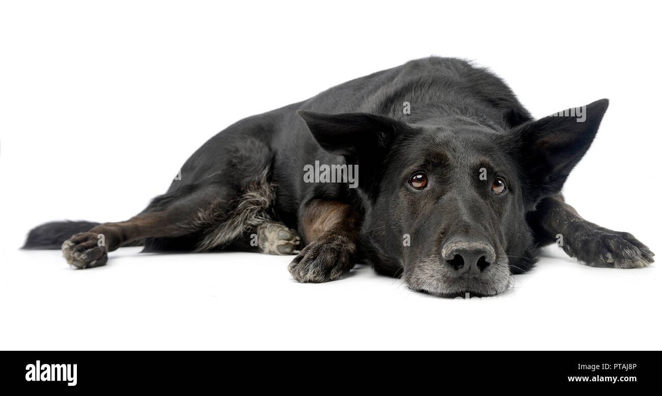 Studio shot of an adorable mixed breed dog lying on white background ...