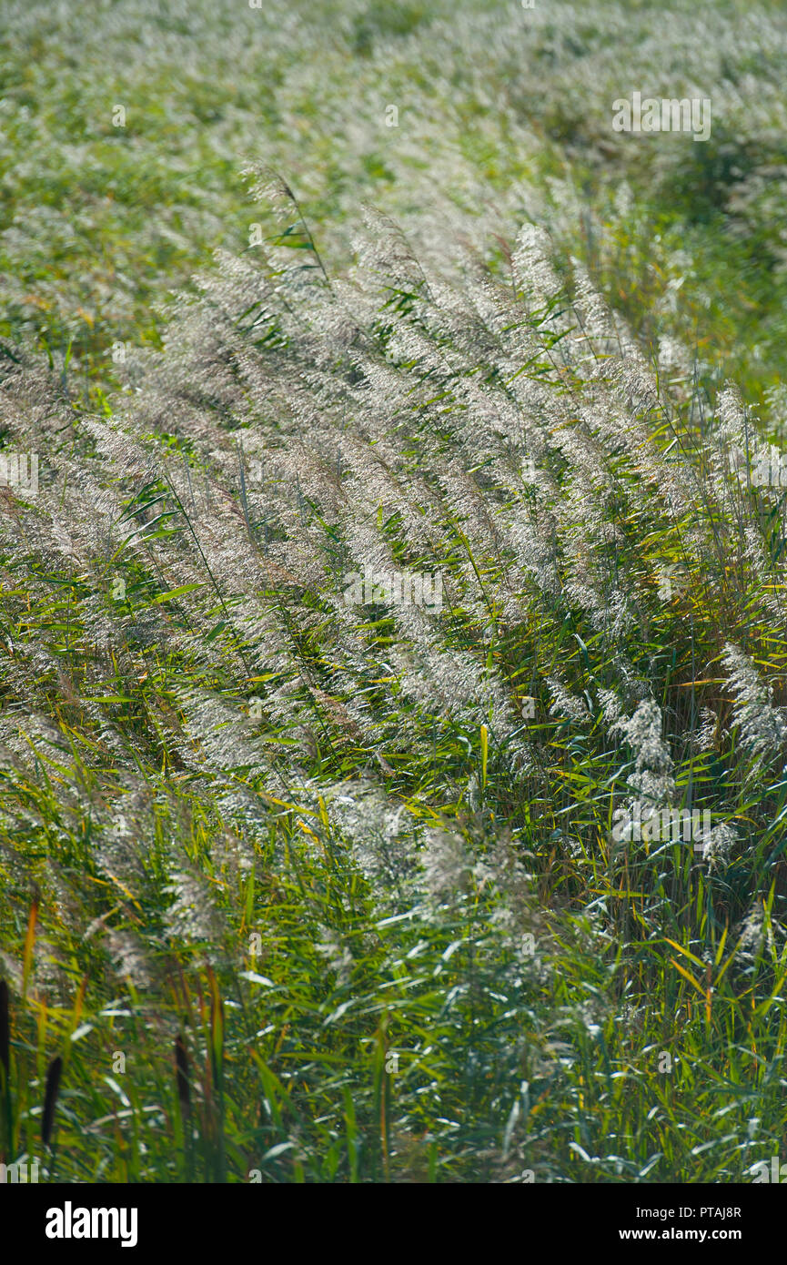 Grasses blowing in the wind in early morning sunshine at RSPB Minsmere, Suffolk, UK. Stock Photo