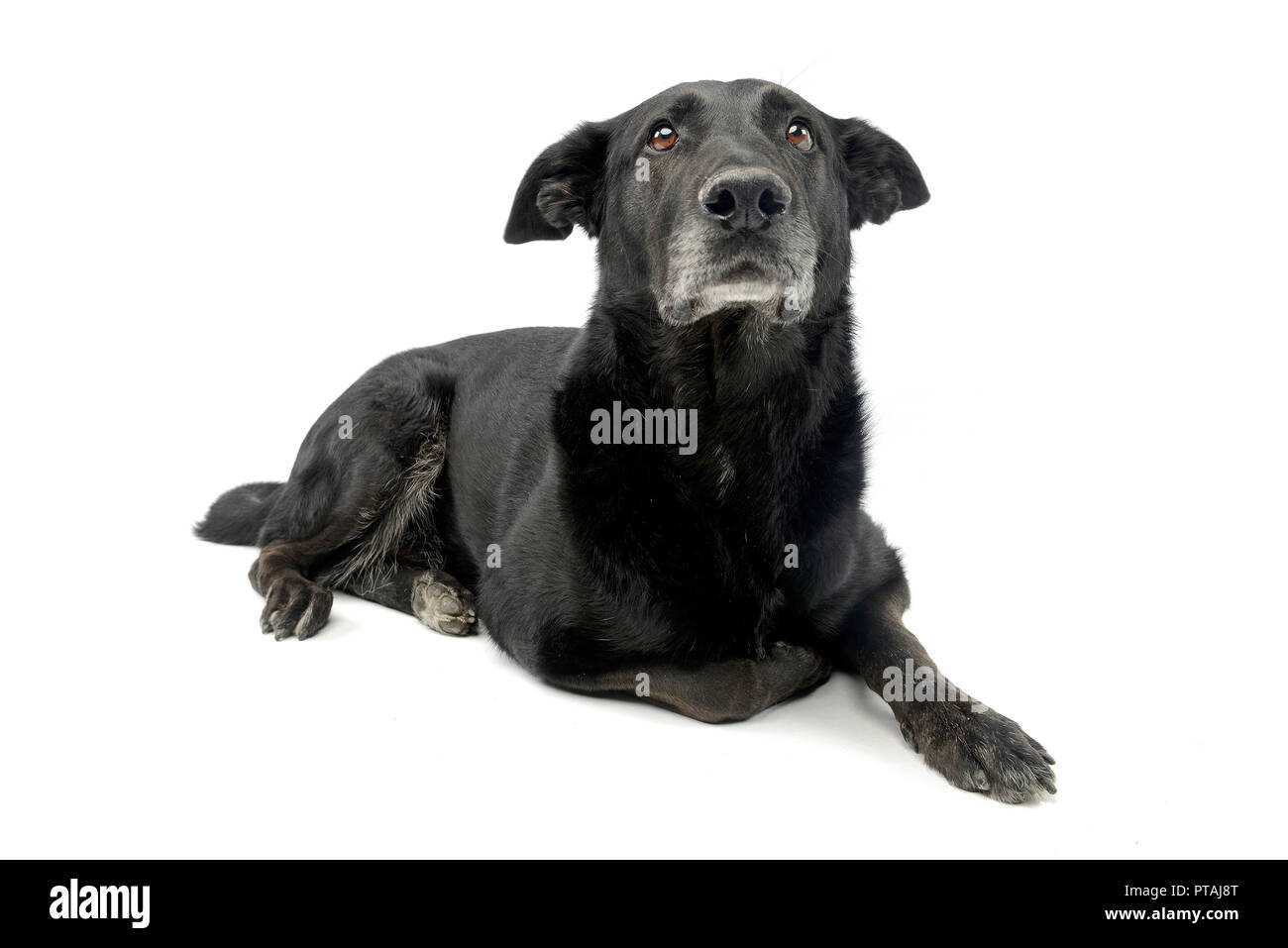 Studio shot of an adorable mixed breed dog lying on white background ...