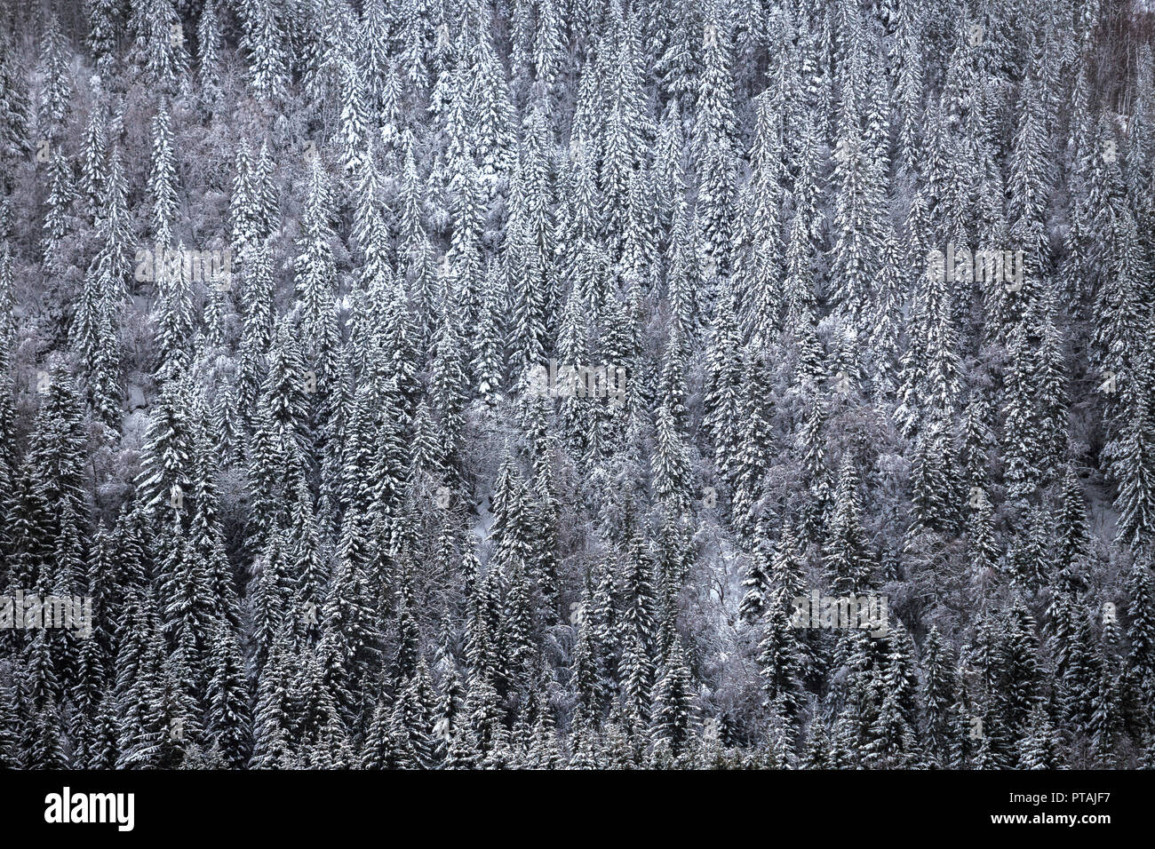 Winter forest covered by snow. Wintertime in Norway. Stock Photo