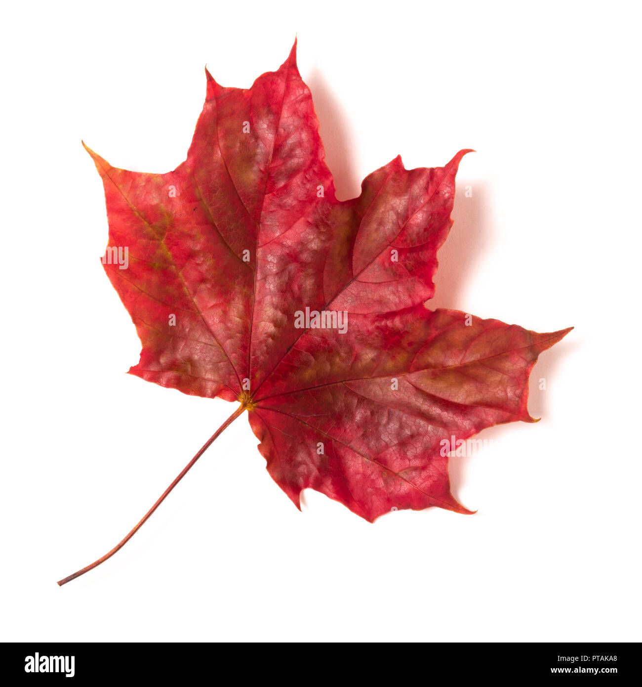One autumn red maple leaf isolated on a white background Stock Photo ...