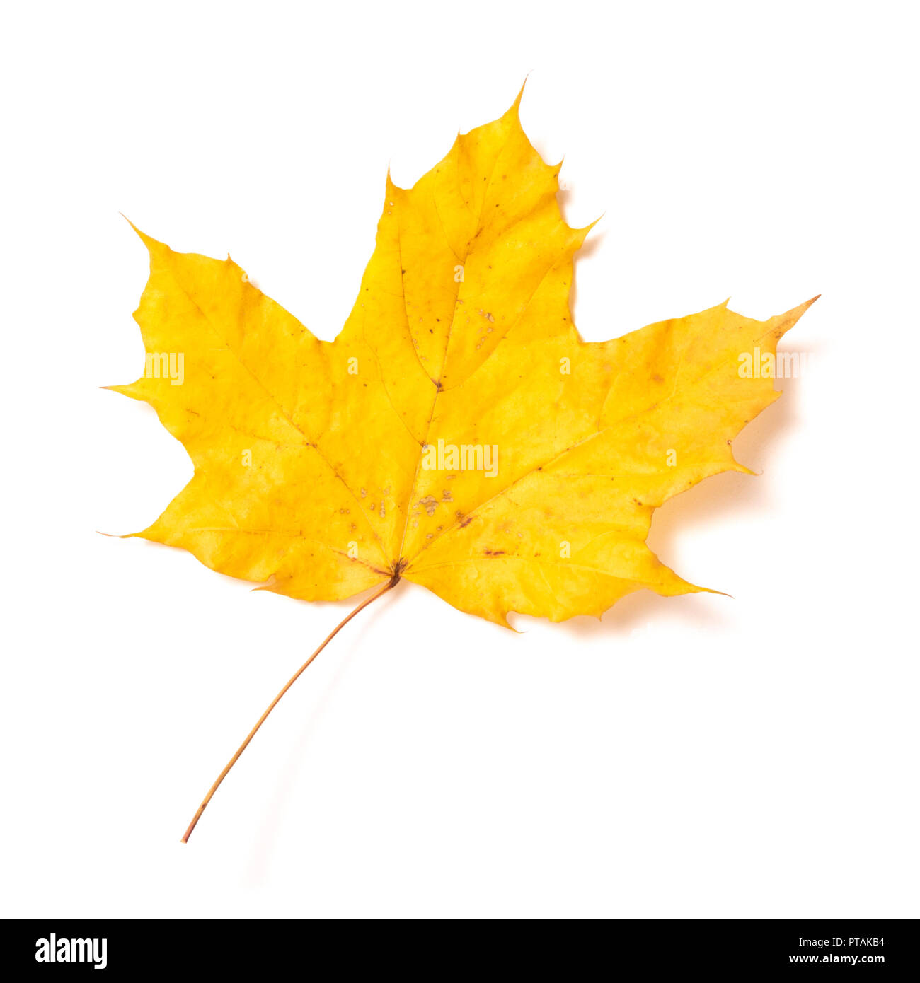 One autumn yellow maple leaf isolated on a white background Stock Photo