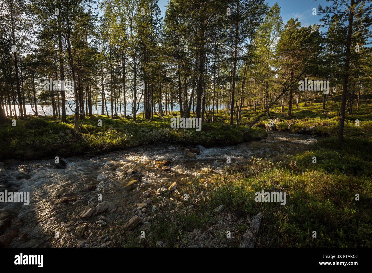 Woodland area of Femundsmarka national park in Norway. Summer time. Stock Photo