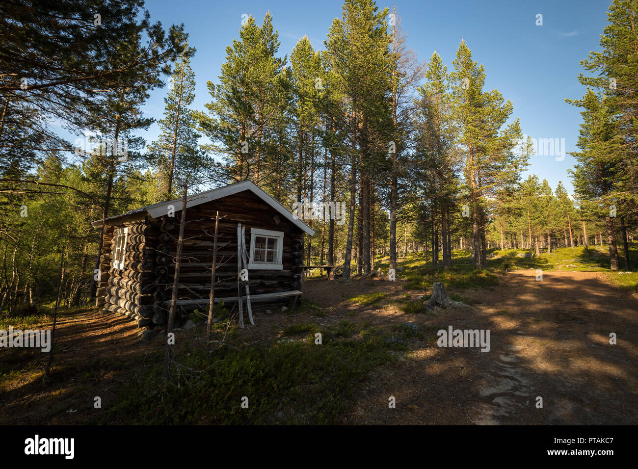 Woodland area of Femundsmarka national park in Norway. Summer time. Stock Photo