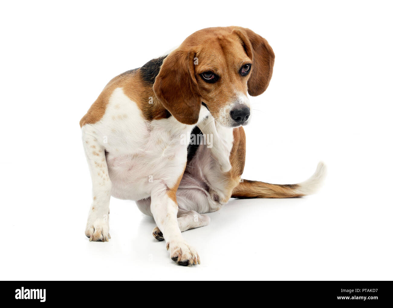 Why Do Puppies Scratch Their Neck