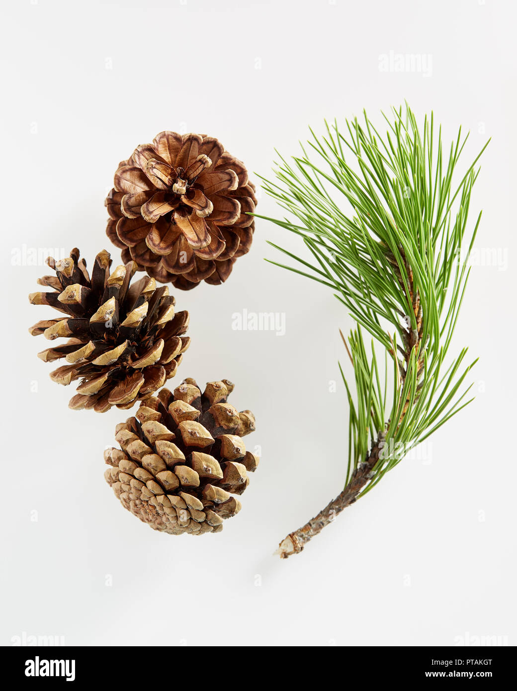 Pine branch with pine cones on white background. Stock Photo