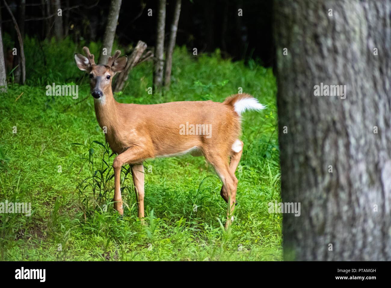 A young stag stomping his feet Stock Photo