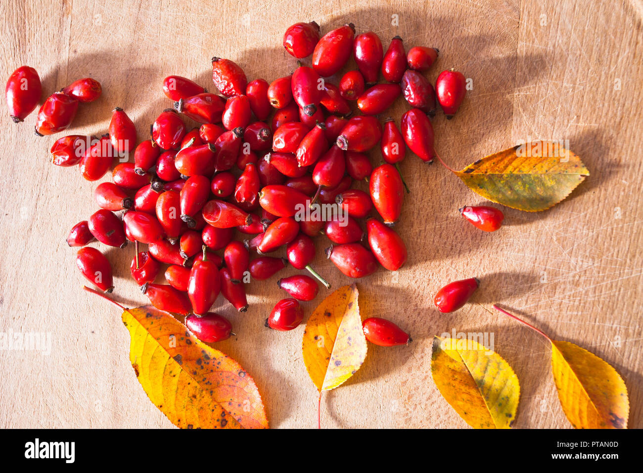 Autumn wild fruits, rose hip. Stock Photo