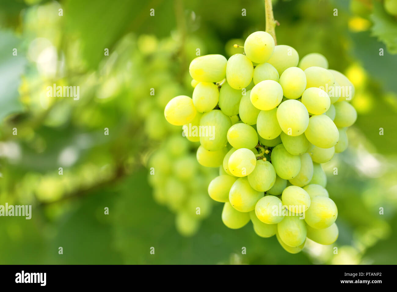Bunch of grapes against a background of green foliage in summer Stock ...