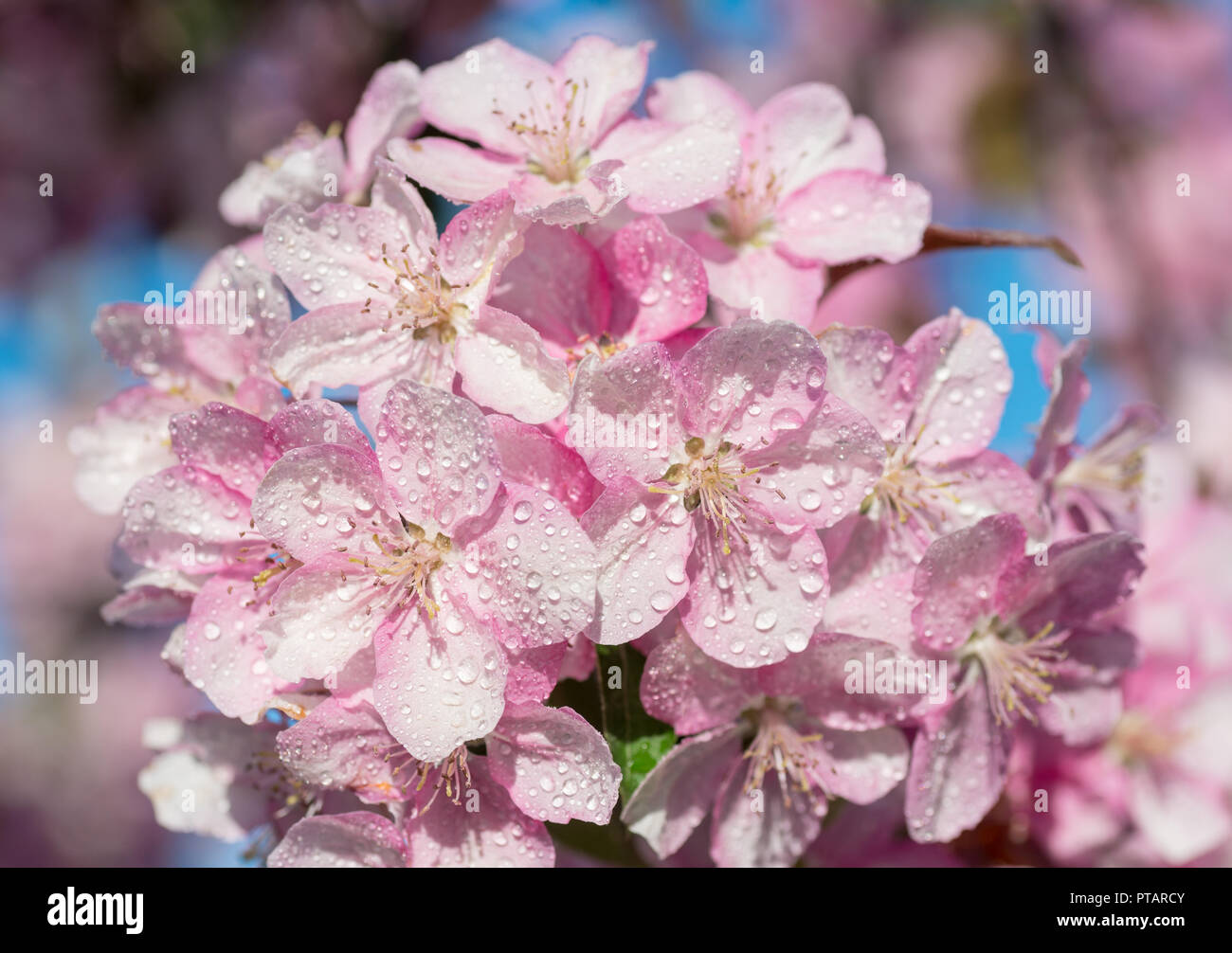 Japanese cherry, sakura, blossom flower twig on nature background. Beautiful spring delicate and tenderness soft focus concept background. Stock Photo