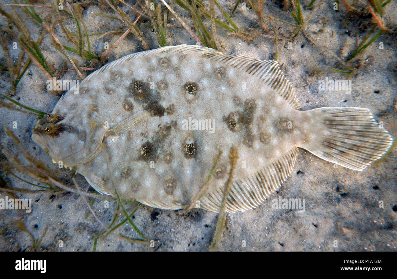A Smalltooth Flounder, Pseudorhombus jenynsii, in Camp Cove, Sydney Harbour. Stock Photo