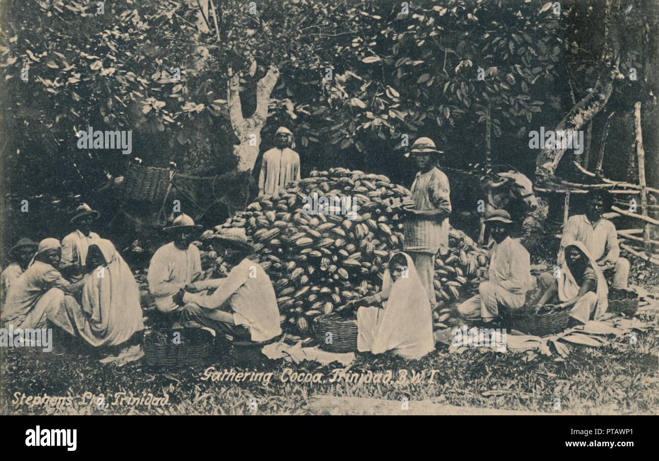 'Gathering Cocoa, Trinidad, B.W.I.', early 20th century. Creator: Unknown. Stock Photo
