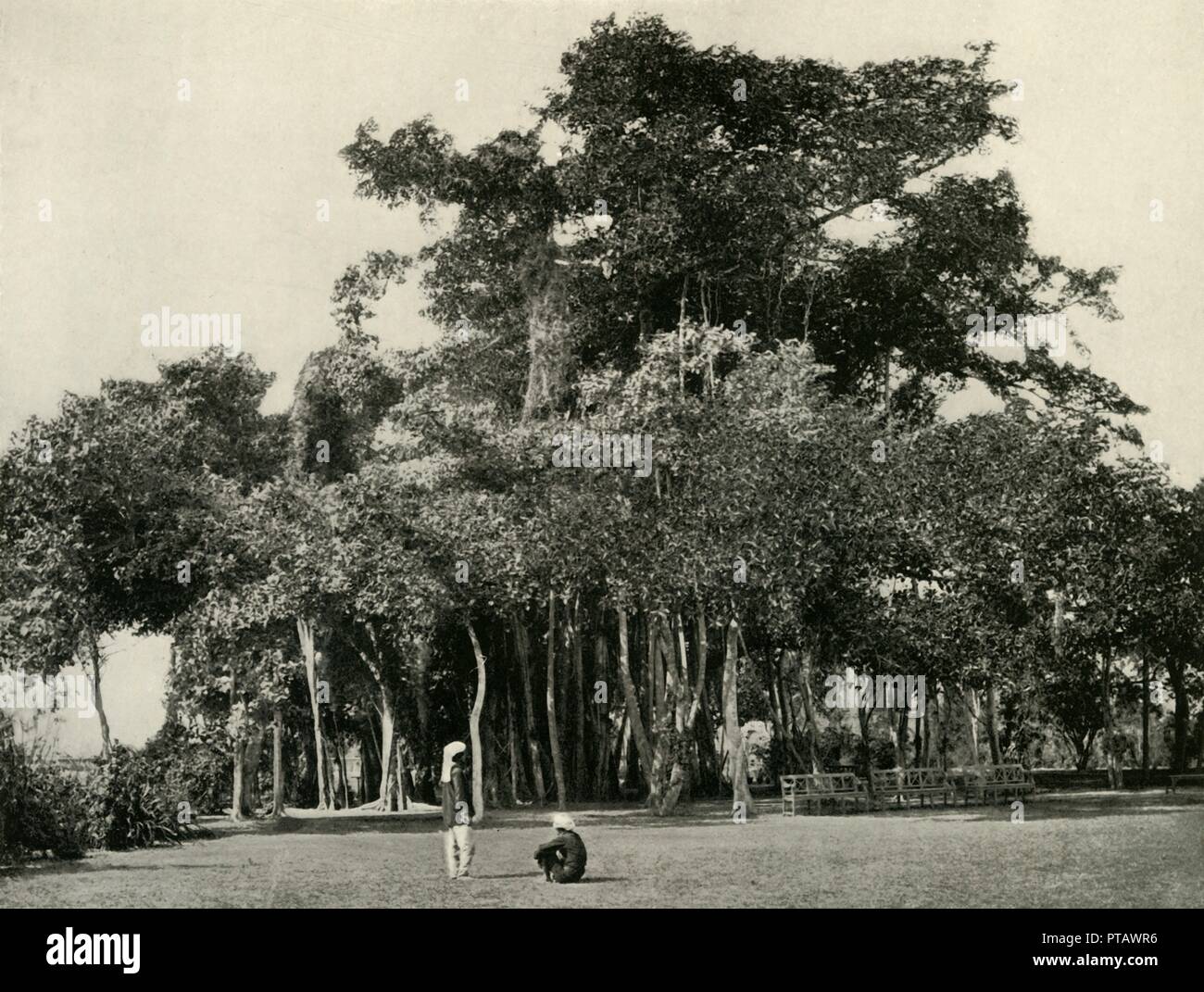 'The Banyan Tree, Barrackpore, 1870', (1925). Creator: Unknown. Stock Photo